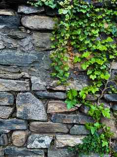 攀爬艾薇砖墙绿色叶子分支机构艾薇石头墙