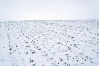 小麦场覆盖雪冬天季<strong>节</strong>日益增长的<strong>粮食</strong>作物冷季<strong>节</strong>农业过程作物文化