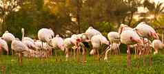 更大的火烈鸟粉红色的大鸟更大的火烈鸟areen野生动物公园位于萨基尔巴林