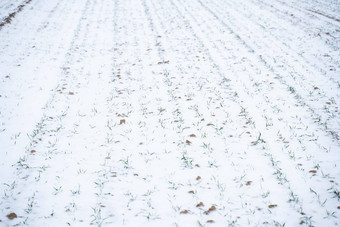 豆芽小麦雪冬天季节日益增长的粮食作物冷季节农业过程作物文化