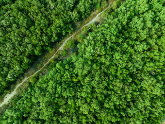 空中前视图绿色森林森林小道无人机视图绿色树捕捉绿色树背景碳中立网排放概念可持续发展的绿色环境