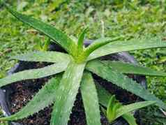 芦荟真正能前景药用草本植物概念