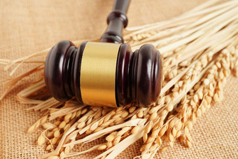 法官槌子锤好粮食大米农业农场法律正义法院概念