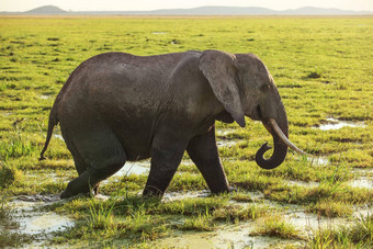 非洲布什大象学名Loxodonta非洲走稀树大草原草覆盖水