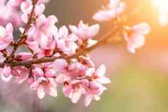 粉红色的花盛开的桃子树春天绿色草背景