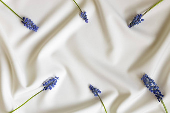 美丽的蓝色的muscari花模式白色折叠背景<strong>简约</strong>花概念复制空间有<strong>创意</strong>的生活春天夏天背景