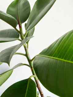 绿色布什热带榕属植物叶子自然白色背景