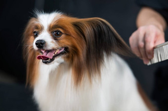 高加索人女人<strong>梳理</strong>狗蝴蝶犬大陆猎犬舌头挂<strong>梳理</strong>