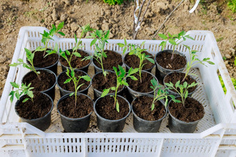 年轻的番茄幼苗盒子日益增长的健康的幼苗温室