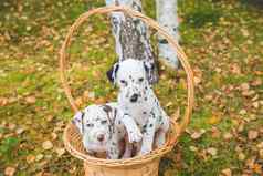 达尔马提亚小狗玩小狗坐着柳条篮子美丽的年轻的达尔马提亚狗走秋天公园狗走户外可爱的狗有趣的草坪上复制空间