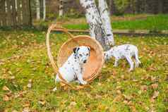 达尔马提亚小狗玩草地有趣的狗秋天花园纯种达尔马提亚在户外阳光活跃的宠物亲爱的有礼貌的健康的动物