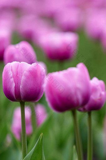 美丽的明亮的色彩斑斓的粉红色的春天粉红色的<strong>郁金香</strong>场<strong>郁金香郁金香</strong>花盛开的花园平移<strong>郁金香</strong>场春天色彩斑斓的场花自然