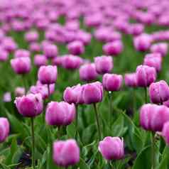 美丽的明亮的色彩斑斓的粉红色的春天粉红色的郁金香场郁金香郁金香花盛开的花园平移郁金香场春天色彩斑斓的场花自然