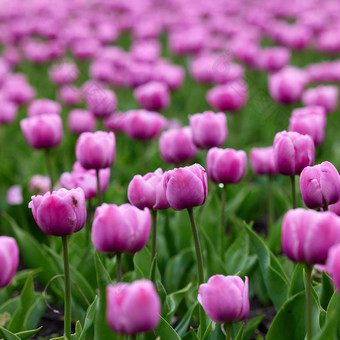 美丽的明亮的色彩斑斓的粉红色的春天粉红色的<strong>郁金香</strong>场<strong>郁金香郁金香</strong>花盛开的花园平移<strong>郁金香</strong>场春天色彩斑斓的场花自然