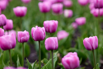 美丽的明亮的色彩斑斓的粉红色的春天粉红色的郁金香场郁金香郁金香花盛开的花园平移郁金香场春天色彩斑斓的场花自然