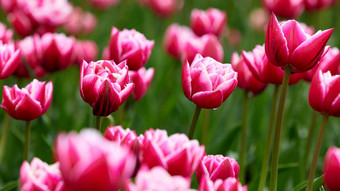 美丽的明亮的色彩斑斓的春天郁金香场郁金香郁金香花盛开的花园平移郁金香场春天色彩斑斓的场花自然