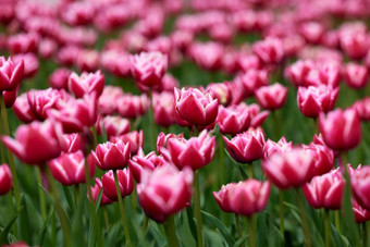 美丽的明亮的色彩斑斓的春天郁金香场郁金香郁金香花盛开的花园平移郁金香场春天色彩斑斓的场花自然