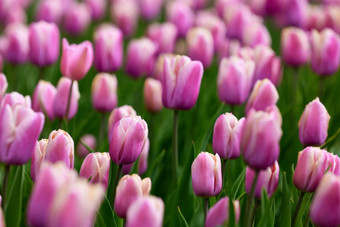 美丽的明亮的色彩斑斓的粉红色的春天郁金香场郁金香郁金香花盛开的花园平移郁金香场春天色彩斑斓的场花自然