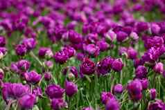 美丽的明亮的色彩斑斓的紫色的春天郁金香场郁金香郁金香花盛开的花园平移郁金香场春天色彩斑斓的场花自然