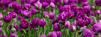 美丽的明亮的色彩斑斓的紫色的春天<strong>郁金</strong>香场<strong>郁金</strong>香<strong>郁金</strong>香花盛开的花园平移<strong>郁金</strong>香场春天色彩斑斓的场花自然