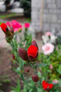 花植物幼苗花园首页幼苗锅