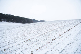 豆芽冬天小麦农业场白雪覆盖的绿色场冬天小麦绿色小麦覆盖雪