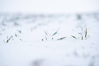 豆芽小麦雪冬天季节日益增长的粮食作物冷季节农业过程作物文化