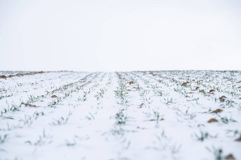 小麦场覆盖雪冬天季节日益增长的粮食作物冷季节农业过程作物文化