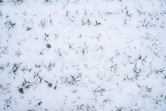 豆芽冬天小麦农业场白雪覆盖的绿色场冬天小麦绿色小麦覆盖雪