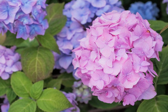 绣球花花日益增长的花园花背景绣球花粉红色的蓝色的淡紫色紫罗兰色的花盛开的春天夏天日落公园花园新鲜的开花