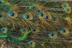色彩斑斓的孔雀羽毛浅景深孔雀羽毛模式孔雀尾巴细节