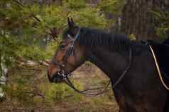 马标准品种黑暗棕色（的）颜色四条腿的动物利用赛车品种马快步特写镜头肖像