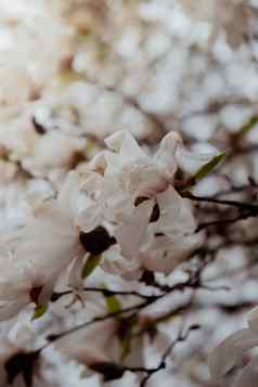 sulange木兰特写镜头树分支开花木兰春天粉红色的中国人飞碟木兰花树温柔的粉红色的白色花