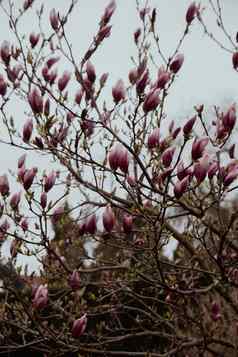 sulange木兰特写镜头树分支开花木兰春天粉红色的中国人飞碟木兰花树温柔的粉红色的白色花