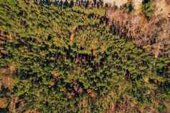 空中视图森林树上衣前视图无人机拍摄云杉针叶树树顶夏天春天秋天树自然背景景观鸟眼睛视图早....明亮的阳光