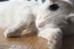 白色颜色猫睡觉表格