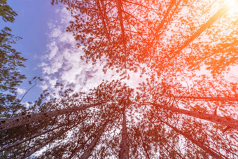 森林视图底树树冠<strong>照片</strong>展示了和平平静的<strong>大气</strong>森林邀请观众浸泡自然