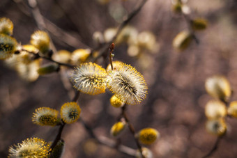 柳树柳树卡普雷阿分支机构味蕾开花早期春天