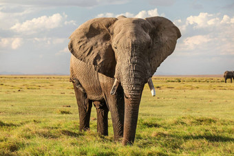 雄伟的非洲<strong>布什大象</strong>学名Loxodonta非洲绿色草平稀树大草原相机