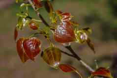 春天生活概念自然设计分支年轻的棕色（的）叶子杨树树杨属黄花明亮的心形的叶黑色的杨树树物种杨木杨属黑质