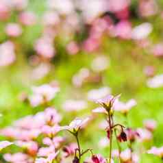 精致的白色粉红色的花虎耳草属植物莫斯春天花园花背景