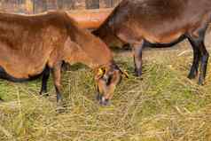 动物山羊吃农场国内农场咀嚼农业生态乳制品完整的乳房牛奶食物孩子们牲畜提高农场农业走宠物牧场健康的山羊概念