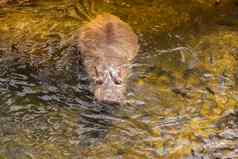 河马游泳水危险动物动物园野生动物河马池塘动物学环境河马享受淹没流行水表面
