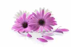 美丽的白色紫色的osteospermum花白色背景
