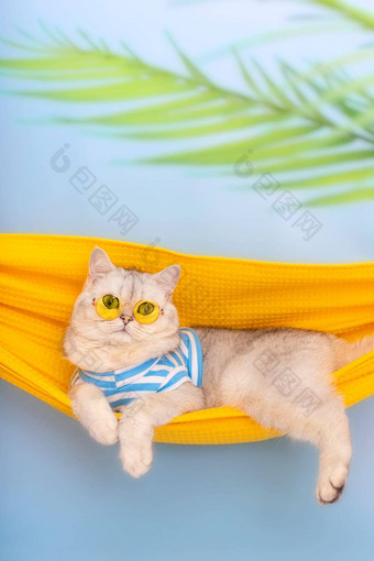 美丽的白色猫黄色的眼镜谎言黄色的织物吊床