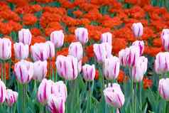 白色粉红色的精致的郁金香红色的花绿色草坪上种植园
