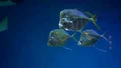 集团普通的硒游泳水族馆蓝色的背景水族馆异国情调的鱼