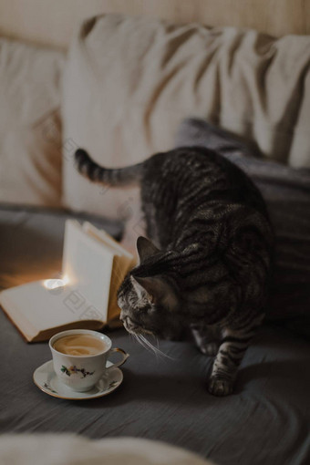 早餐床上概念杯咖啡舒适的温暖的毯子虎斑猫前视图软光颜色平躺风格咖啡可爱的猫床上温暖的毯子周末首页床上