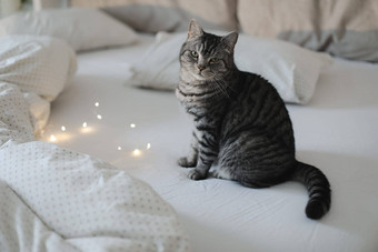可爱的苏格兰直灰色虎斑猫床上睡觉软早....光可爱的有趣的猫睡觉床上首页