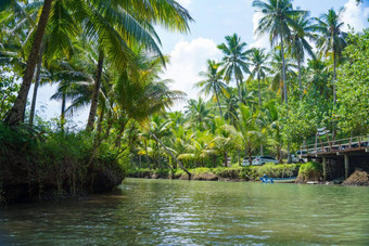 巡航美丽的平静河树次科克尔帕西坦印尼